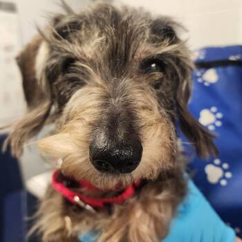 Dachshund Dogs Available for Adoption in West Palm Beach, Florida - Scrappy Doo | PetCurious