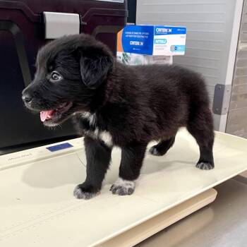 Dobby -  Husky and Australian Cattle Dog Blue Heeler Dog for Adoption in Livingston, Texas - Dobby | PetCurious