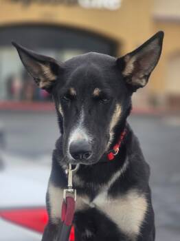 SHAKIRA -  Shepherd Dog for Adoption in Las Vegas, Nevada - SHAKIRA | PetCurious