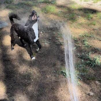 Mixed Breed Dogs Available for Adoption - Rodeo | PetCurious