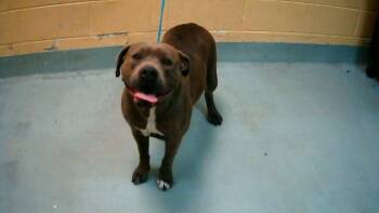 Pit Bull Terrier and Mixed Breed Dogs Available for Adoption - COQUETA | PetCurious