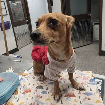 Rescue Chihuahua and Mixed Breed Dogs for Adoption in Durango, Colorado - Lilly | PetCurious