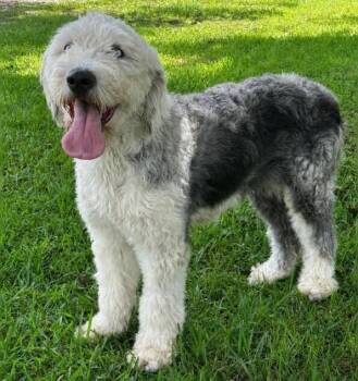 Duchess -  Old English Sheepdog Dog for Adoption in Washington, District Of Columbia - Duchess | PetCurious