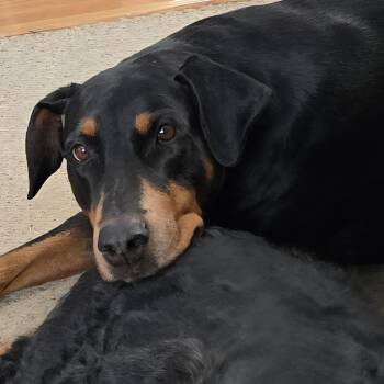 Spot -  Doberman Pinscher Dog for Adoption in Allegan, Michigan - Spot | PetCurious