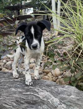 Utah -  Collie Dog for Adoption in Littleton, Colorado - Utah | PetCurious