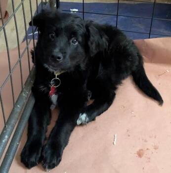 DREAM -  Retriever and Labrador Retriever Dog for Adoption in Broomfield, Colorado - DREAM | PetCurious