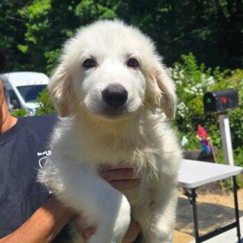 CT Estrella -  Great Pyrenees and Mixed Breed Dog for Adoption in Stormville, New York - CT Estrella | PetCurious