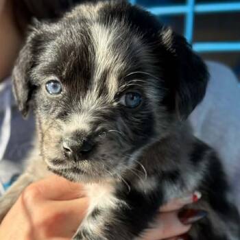 Rescue Australian Shepherd and Pit Bull Terrier Dogs for Adoption in Spring Hill, Kansas - Bourbon Buzz | PetCurious