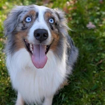 Herder -  Australian Shepherd Dog for Adoption in Grand Rapids, Michigan - Herder | PetCurious