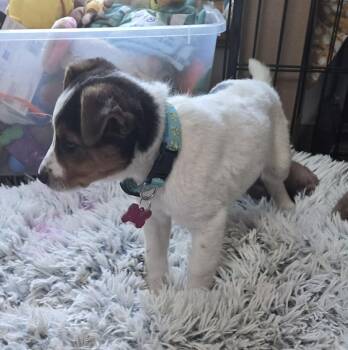 Jack Russell Terrier and Terrier Dogs Available for Adoption in Union Grove, Wisconsin - Finley | PetCurious