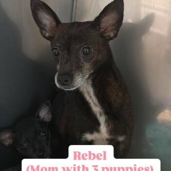 Chihuahua Dogs Available for Adoption in Tampa, Florida - Momma Rebel | PetCurious