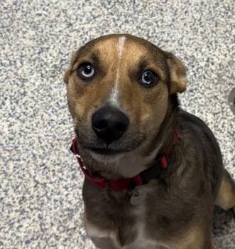 Aiden -  Australian Shepherd Dog for Adoption in Golden, Colorado - Aiden | PetCurious