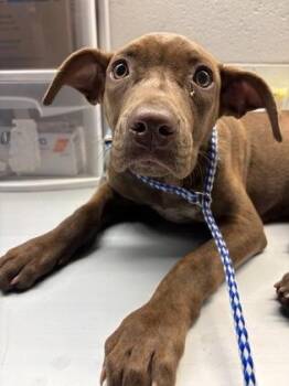 Terrier and Mixed Breed Dogs Available for Adoption in Gainesville, Florida - Reece | PetCurious