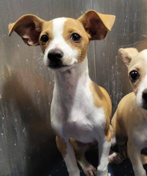 ERINN -  Chihuahua Dog for Adoption in San Antonio, Texas - ERINN | PetCurious