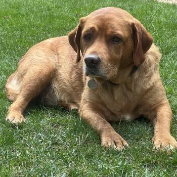 Lucy -  Labrador Retriever Dog for Adoption in San Francisco, California - Lucy | PetCurious