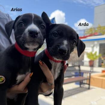 Akila -  Black Mouth Cur Dog for Adoption in Tampa, Florida - Akila | PetCurious