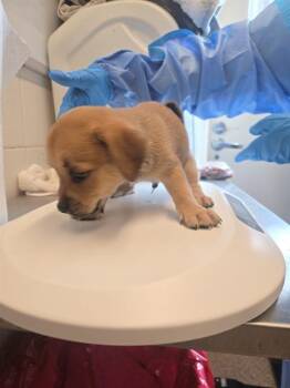 SHARP TOOTH -  Chihuahua and Mixed Breed Dog for Adoption in Albuquerque, New Mexico - SHARP TOOTH | PetCurious