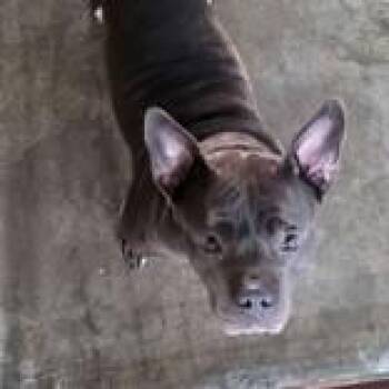 Rescue French Bulldog Dogs for Adoption in Portsmouth, Ohio - Sage | PetCurious