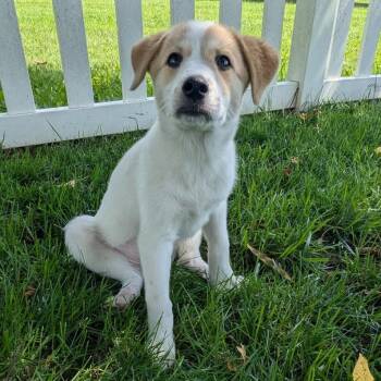 Summer -  Mixed Breed Dog for Adoption in La Grange, Kentucky - Summer | PetCurious