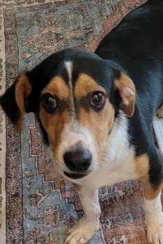 Rescue Beagle Dogs for Adoption in Elkhorn, Wisconsin - Pugsley | PetCurious