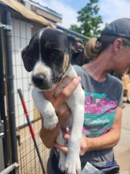 Rocket -  Jack Russell Terrier and Mixed Breed Dog for Adoption in Severance, Colorado - Rocket | PetCurious