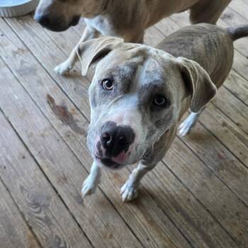 Smokie (Courtesy Listing) -  Pit Bull Terrier Dog for Adoption in Williamsburg, Iowa - Smokie (Courtesy Listing) | PetCurious