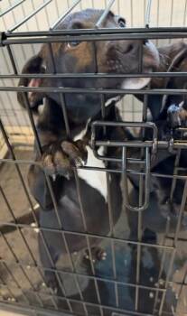Labrador Retriever and Mixed Breed Dogs Available for Adoption in Kansas City, Missouri - Mosey | PetCurious
