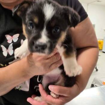 Mixed Breed Dogs Available for Adoption in Fredericksburg, Virginia - Emery | PetCurious