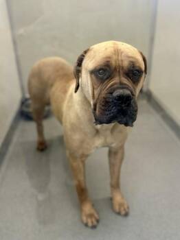 Boerboel Dogs Available for Adoption in Victorville, California - Nancy | PetCurious