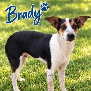 Brady -  Cattle Dog and Border Collie Dog for Adoption in Hohenwald, Tennessee - Brady | PetCurious