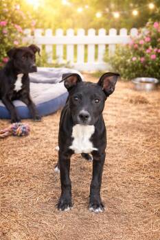 American Staffordshire Terrier and Black Labrador Retriever Dogs Available for Adoption - Nessa | PetCurious