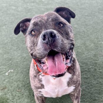 Gino -  Mixed Breed Dog for Adoption in Whittier, California - Gino | PetCurious