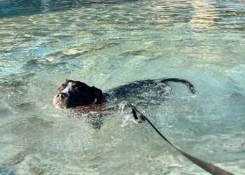 Pit Bull Terrier Dogs Available for Adoption - Boogie | PetCurious