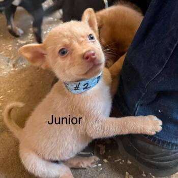 Junior -  Husky and Mixed Breed Dog for Adoption in Peculiar, Missouri - Junior | PetCurious