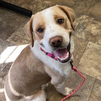 Benji -  Labrador Retriever and Beagle Dog for Adoption in Wilmington, Ohio - Benji | PetCurious