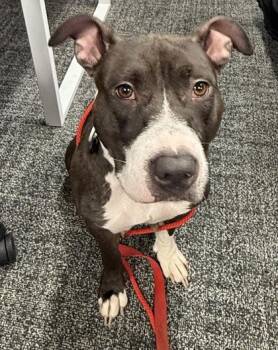 Mixed Breed Dogs Available for Adoption - Portia | PetCurious