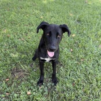Sleep Over -  Labrador Retriever and Collie Dog for Adoption in Carencro, Louisiana - Sleep Over | PetCurious
