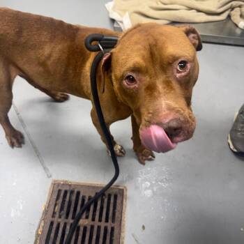 06/20/2026-Stray-RiverRoad -  Mixed Breed Dog for Adoption in Columbus, Georgia - 06/20/2026-Stray-RiverRoad | PetCurious