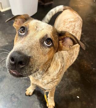 Willie Mae -  Australian Cattle Dog Blue Heeler Dog for Adoption in Lakewood Ranch, Florida - Willie Mae | PetCurious