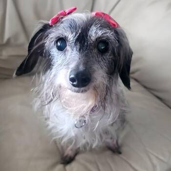 Terrier and Dachshund Dogs Available for Adoption in Houston, Texas - BeeBee Diamond | PetCurious