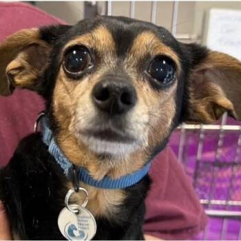 Coco -  Chihuahua Dog for Adoption in Larkfield-wikiup, California - Coco | PetCurious
