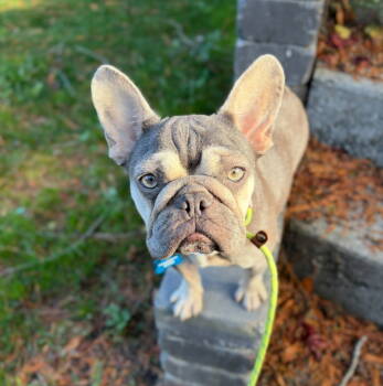 Rescue French Bulldog Dogs for Adoption in Bothell, Washington - Tova | PetCurious
