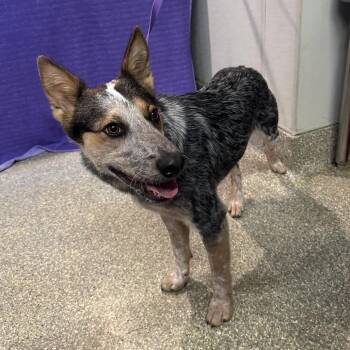 IVHS-Stray-143866 -  Cattle Dog Dog for Adoption in San Gabriel, California - IVHS-Stray-143866 | PetCurious