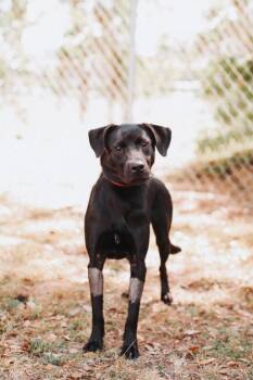 Labrador Retriever and Mixed Breed Dogs Available for Adoption in North Charleston, South Carolina - 91659a Hops Mcgee | PetCurious