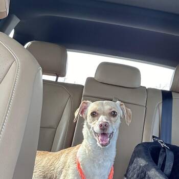 Dachshund and Chihuahua Dogs Available for Adoption - Tawny | PetCurious