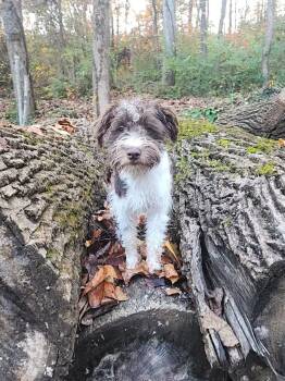 Rescue Miniature Schnauzer Dogs for Adoption in Kimberlin Heights, Tennessee - Glen | PetCurious