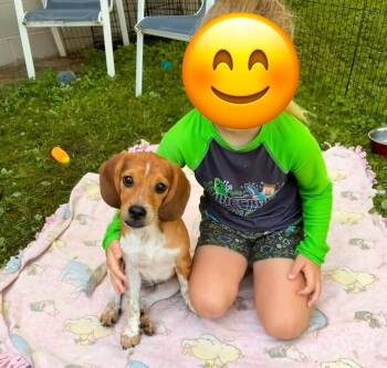 Henry -  Beagle and Shih Tzu Dog for Adoption in Rochester, New York - Henry | PetCurious