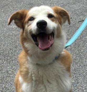 Regon -  Australian Shepherd and Shepherd Dog for Adoption in Decatur, Georgia - Regon | PetCurious
