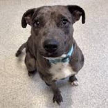 Mixed Breed Dogs Available for Adoption - Rebel | PetCurious