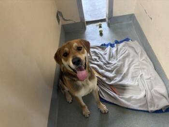 Rocky -  Mixed Breed Dog for Adoption in New Orleans, Louisiana - Rocky | PetCurious